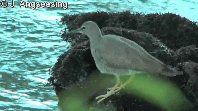 Wandering Tattler - ML200867721