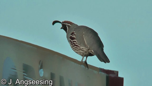 Gambel's Quail - ML200867761