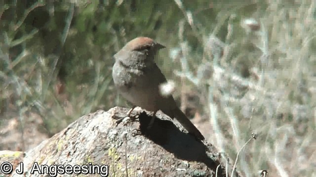 Green-tailed Towhee - ML200867771