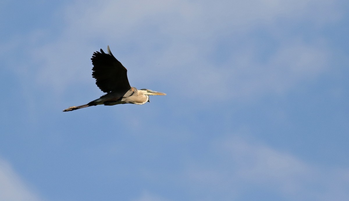 Great Blue Heron - ML20086781