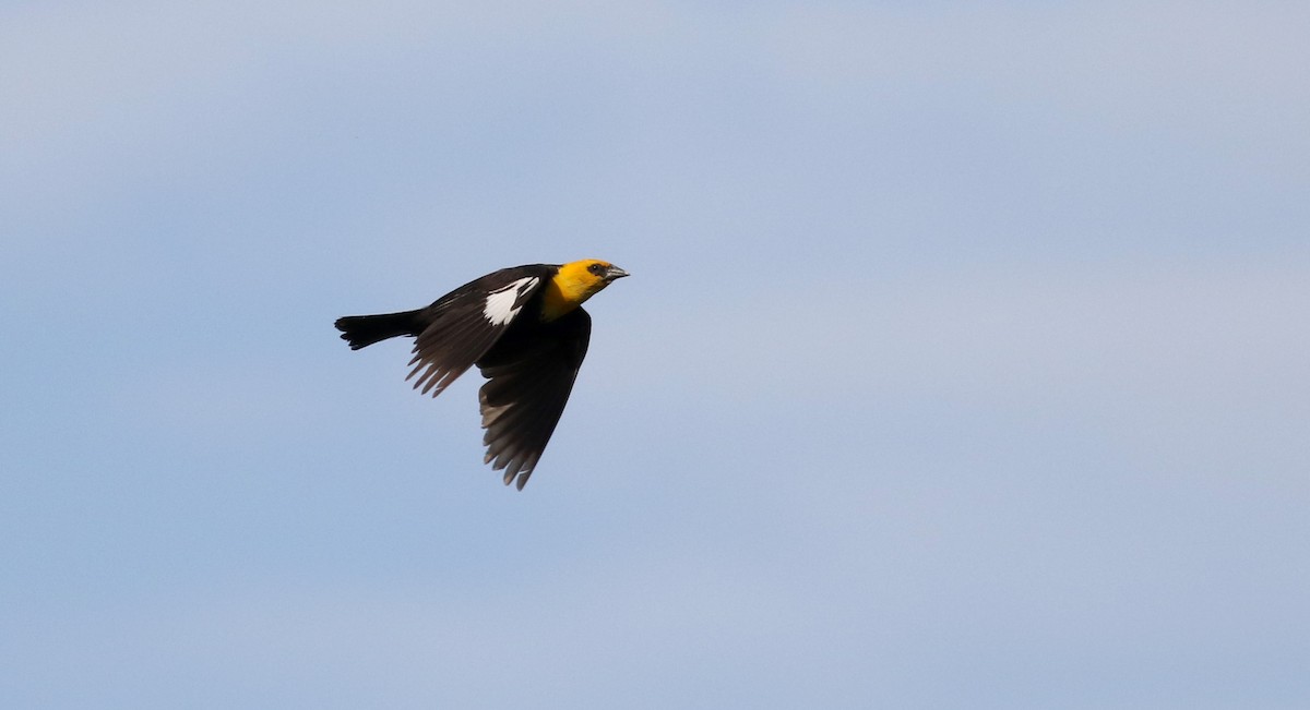 Yellow-headed Blackbird - ML20086791