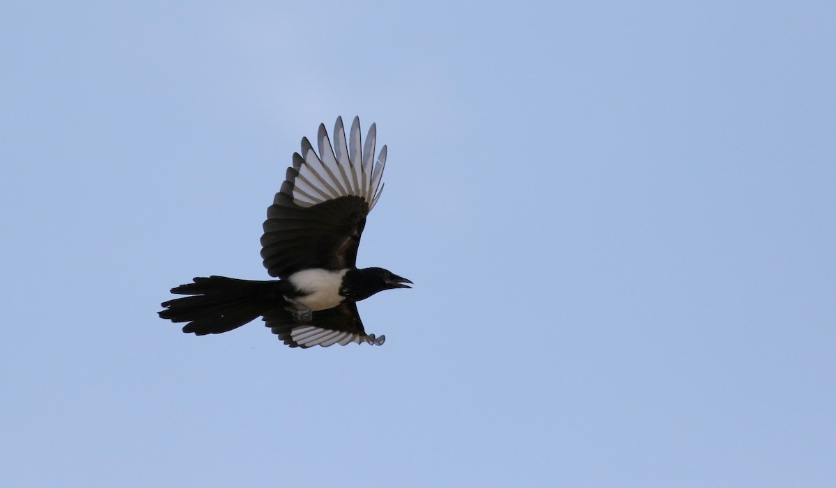 Black-billed Magpie - Jay McGowan