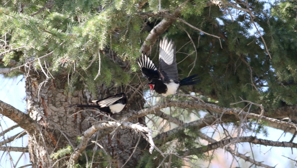 Black-billed Magpie - ML20086811