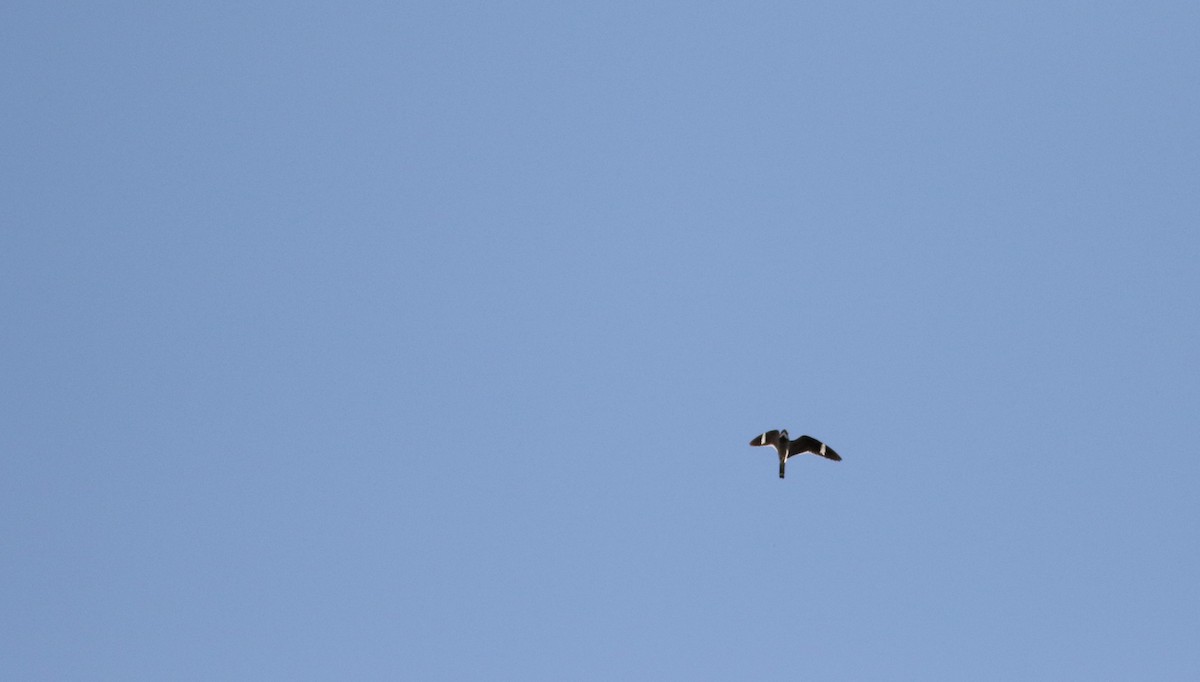 Common Nighthawk - ML20086831