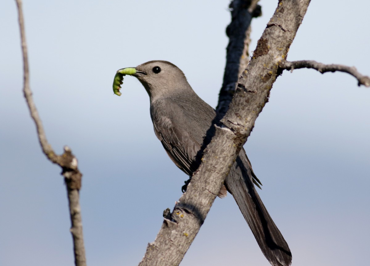 Gray Catbird - ML20086841