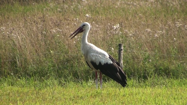 White Stork - ML200868491