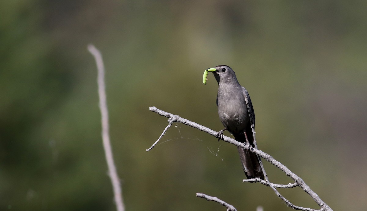 Gray Catbird - ML20086851