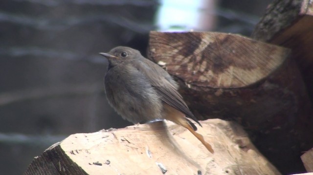 Black Redstart - ML200868581