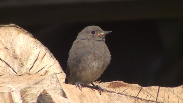 Black Redstart - ML200868591