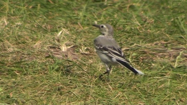 White Wagtail - ML200868601