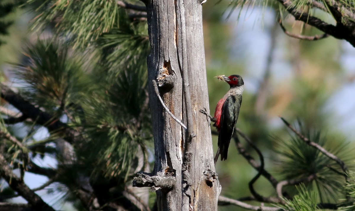 Lewis's Woodpecker - Jay McGowan