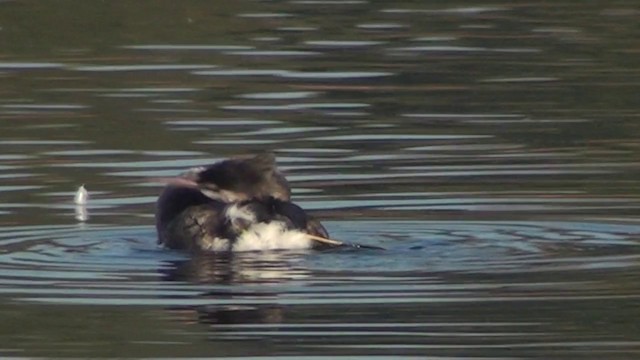 Great Crested Grebe - ML200868731