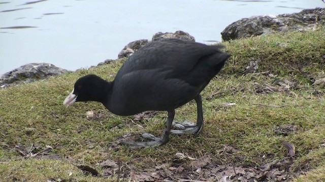 Eurasian Coot - ML200868781