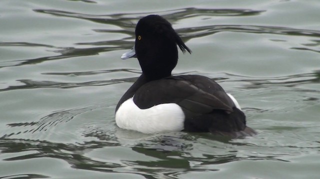 Tufted Duck - ML200868791
