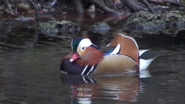 Mandarin Duck - ML200868801