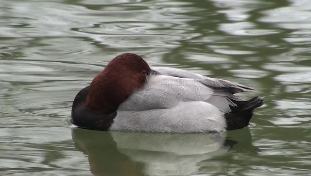 Common Pochard - ML200868811