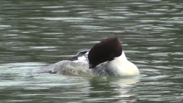 Common Merganser - ML200868821