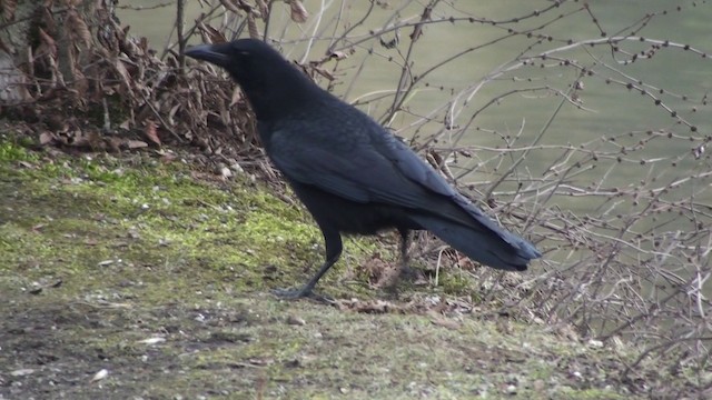 Carrion Crow - ML200868831