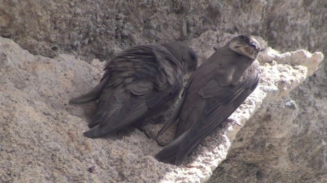 Eurasian Crag-Martin - ML200869011