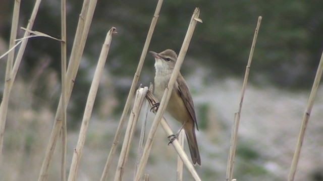 Great Reed Warbler - ML200869021