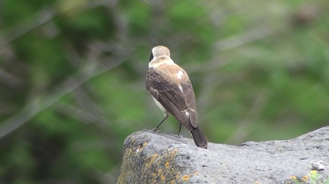 Eastern Black-eared Wheatear - ML200869051