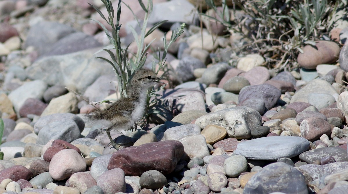 Spotted Sandpiper - ML20086911