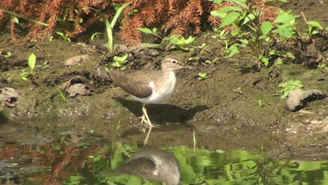 Common Sandpiper - ML200869141