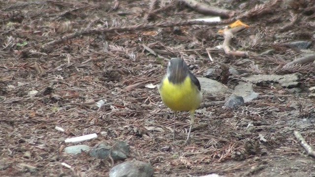 Gray Wagtail - ML200869151