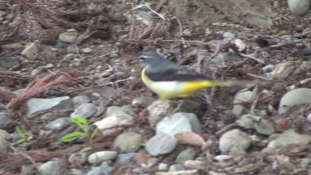 Gray Wagtail - ML200869161