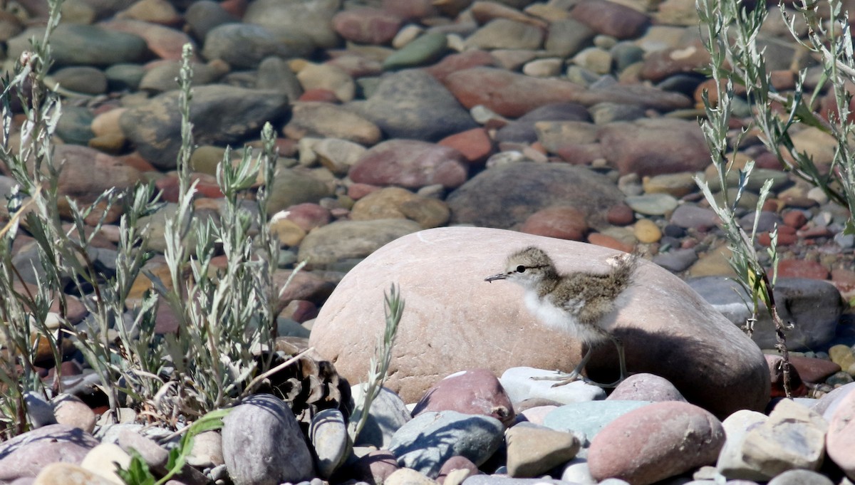 Spotted Sandpiper - ML20086921