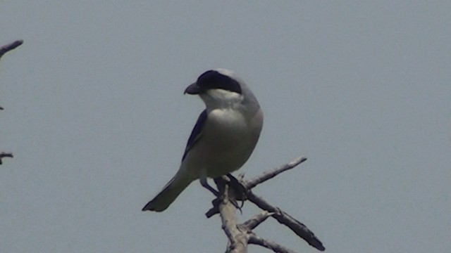 Antzandobi txikia - ML200869221