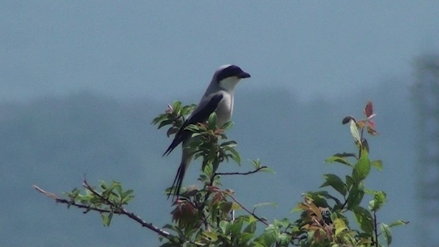 Antzandobi txikia - ML200869231