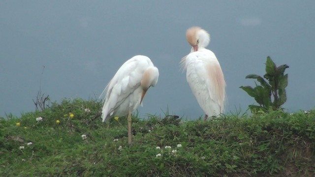 Чапля єгипетська (підвид ibis) - ML200869241