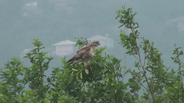 Common Buzzard (Steppe) - ML200869281