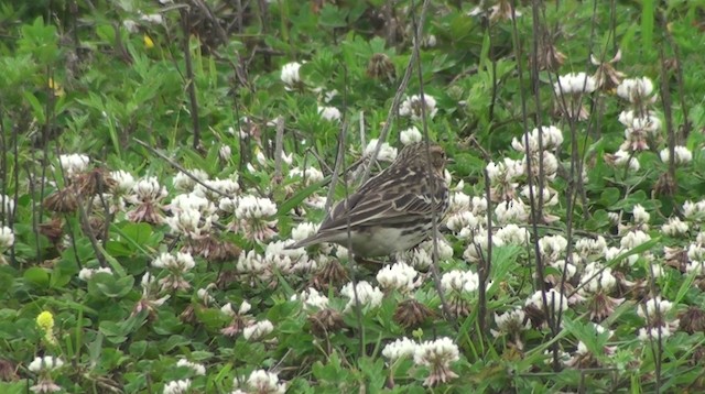 Red-throated Pipit - ML200869301