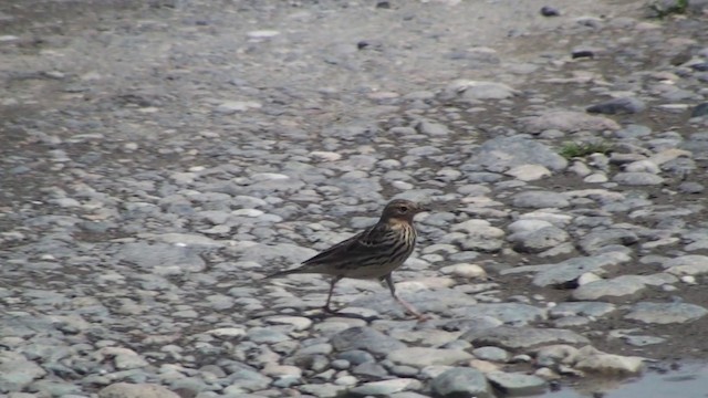 Pipit à gorge rousse - ML200869311