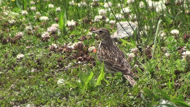 Eurasian Skylark - ML200869321