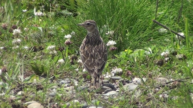 Eurasian Skylark - ML200869351