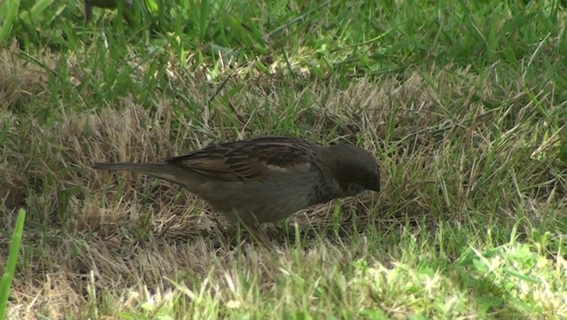 House Sparrow - ML200869361