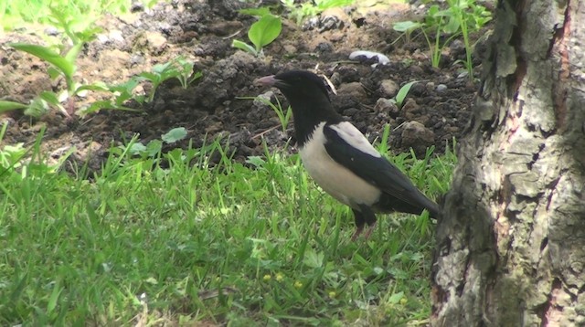 粉紅椋鳥 - ML200869391