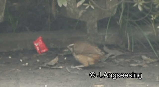 White-browed Laughingthrush - ML200869421