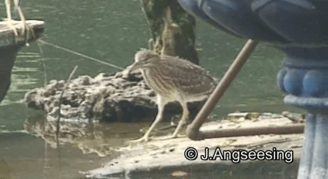 Black-crowned Night Heron (Eurasian) - ML200869471