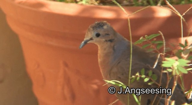 Zenaida Dove - ML200869681