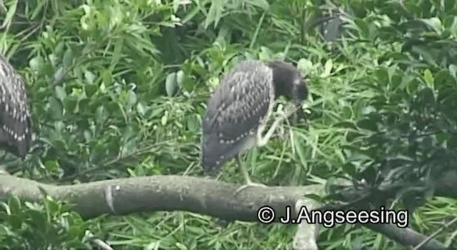 Black-crowned Night Heron (Eurasian) - ML200869711