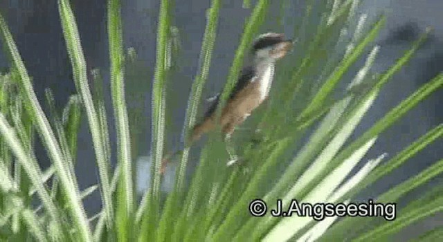 Gray-backed Shrike - ML200869741