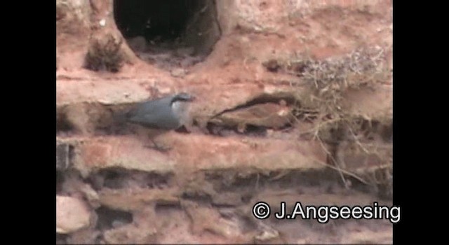Sittelle de Neumayer - ML200869791