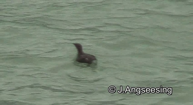 Marbled Murrelet - ML200869881