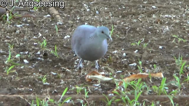 Malagasy Turtle-Dove - ML200869911