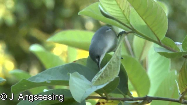 Mauritius Gray White-eye - ML200869921