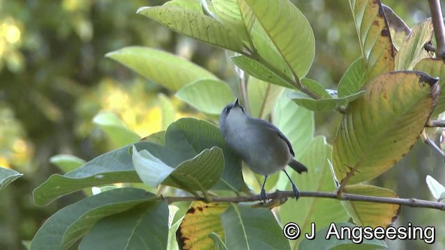 Zostérops gris - ML200869931